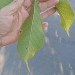 Cybistax antisyphilitica Leaf