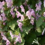 Lamium garganicum Blüte