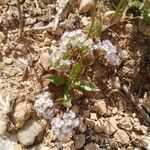 Valeriana coronata Lapas