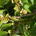 Diospyros lotusFruit