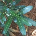 Calophyllum caledonicum Natur