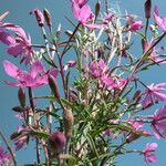 Epilobium dodonaei Habit