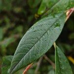 Cotoneaster frigidus Blatt