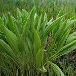 Plantago maxima Hoja