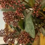 Skimmia japonicaFlower