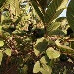 Psidium guajava Fruit