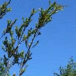Tepualia stipularis Otro