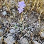 Lomelosia argentea 整株植物