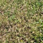 Trifolium stellatum (Habit)