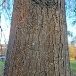 Fraxinus excelsior Bark