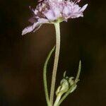 Scabiosa canescens अन्य