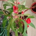 Impatiens balsamina Συνήθη χαρακτηριστικά