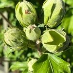 Hibiscus syriacus Прочее