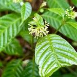 Palicourea acuminata Leaf