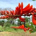 Erythrina senegalensis Fleur