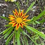 Gazania linearisKwiat