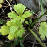 Ranunculus monspeliacus ഇല