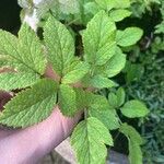 Angelica lucida Fuelha