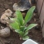 Calendula officinalisFolio