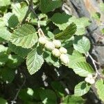 Alnus alnobetula Owoc