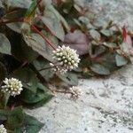 Persicaria capitata 花