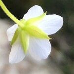 Arenaria montana Çiçek