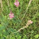 Onobrychis arenaria Blomma