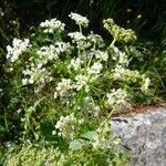 Imperatoria ostruthium Fula