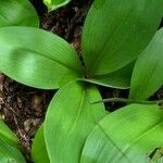 Clintonia borealis ᱥᱟᱠᱟᱢ