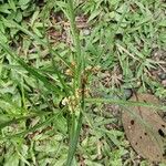 Cyperus entrerianus Frunză