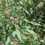 Persicaria lapathifolia 形态