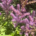 Astilbe rubra Flower