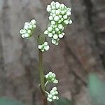 Crassula orbicularis Cvet