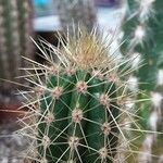 Pilosocereus robinii Hoja