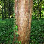 Taxus cuspidata Bark