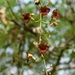 Kigelia africana Blomst
