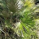 Chamaerops humilis Folha