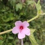 Pavonia urens Flor