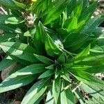 Erysimum virgatum Folha