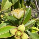 Foetidia mauritiana Flor