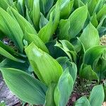 Convallaria majalisبرگ