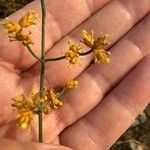 Ephedra foeminea Flower