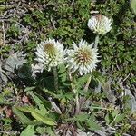 Trifolium montanum Flower