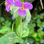 Tinantia erecta Blüte