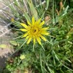 Tragopogon dubius Flower