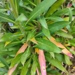 Erysimum × cheiri Frunză