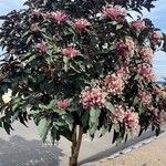 Clerodendrum quadriloculare Цветок