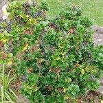 Ligustrum japonicum 整株植物