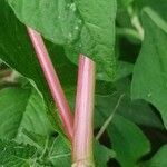 Persicaria nepalensis പുറംതൊലി