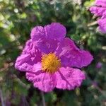 Cistus creticusफूल